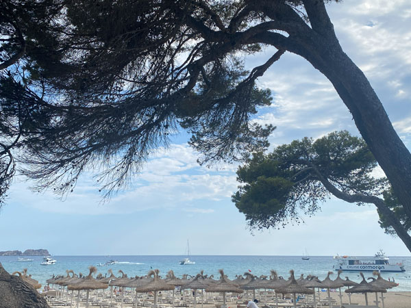Sicht über Stand und Wasser unter einem Baum auf Mallorca